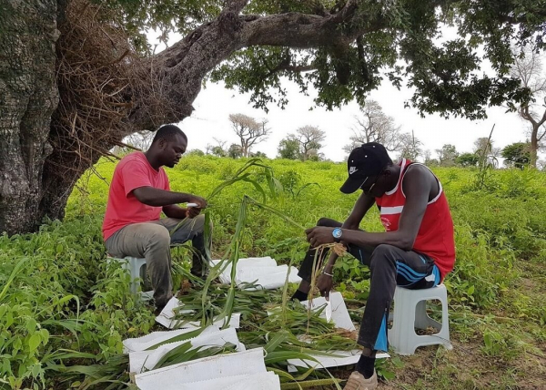 PhD students gathering and cutting up millet in Niakhar, Senegal, to assess biomass production in an experimental agroforestry plot © C. Dangléant, CIRAD
